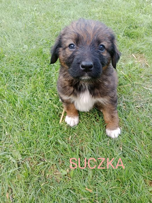 Urocze szczeniaki szukają domu