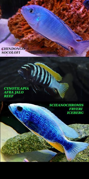 Pyszczaki jezioro Malawi Hodowla Pyszczaków Toruń