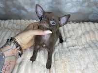 Chihuahua***Maleńka***Suczka***Już***Do***Odbioru