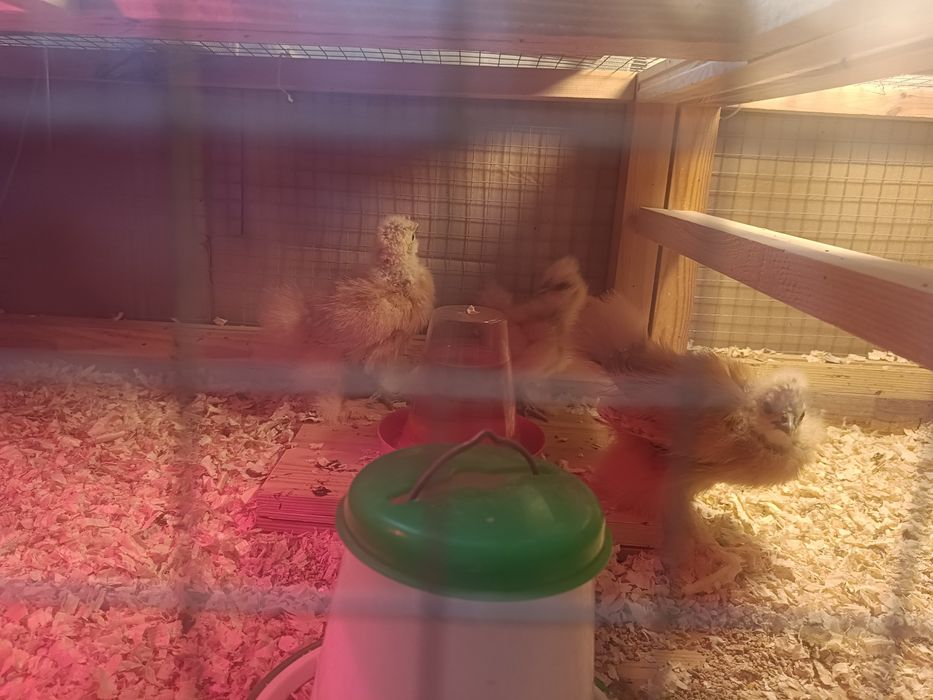 Kurczaki silki sześciotygodniowe