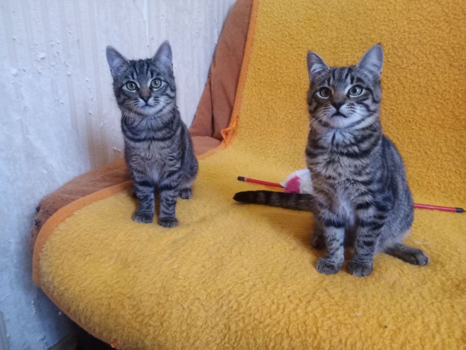 Полосатые котята мальчики табби ищут дом! Котенок в хорошие руки!