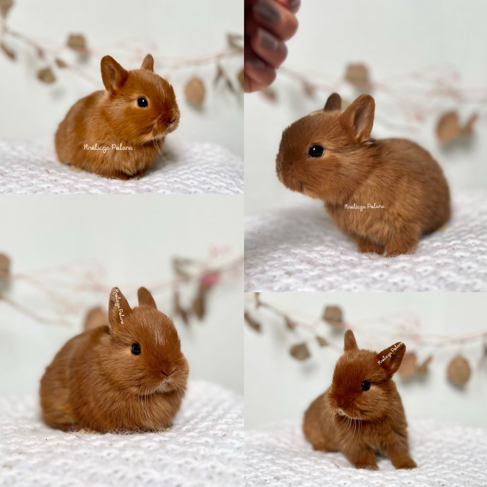Króliczki Mini rasy Karzełek Teddy oraz Karzełek Niderlandzki