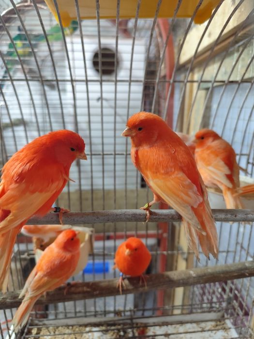 Canários vermelhos de 2025