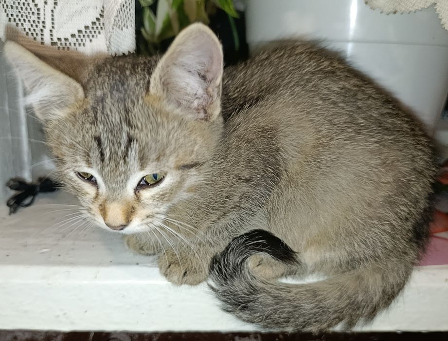 Котики в добрі руки