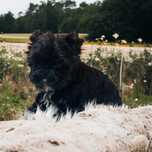 Piękny czarny York - Bartuś Black - Yorkshire Terrier rasowy.