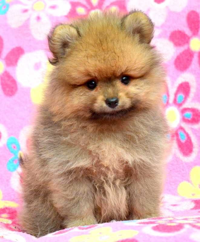 Szpic Miniaturowy Pomeranian Codi śliczny piesek ZKwP FCI rodowód