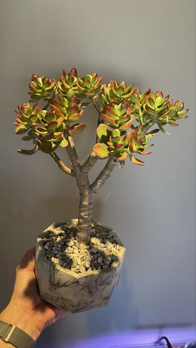 Бонсай. Крассула минор и др. Сорта