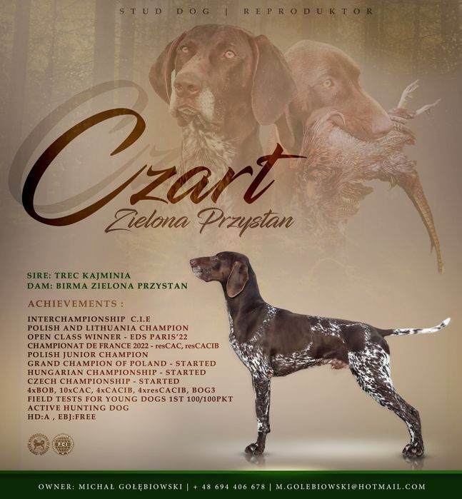 CZART, Wyżeł niemiecki krótkowłosy, REPRODUKTOR, krycie, ZKWP/ FCI