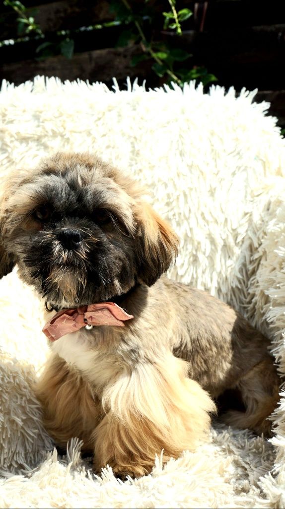 Shih-Tzu chłopiec Hodowla Polski Dog