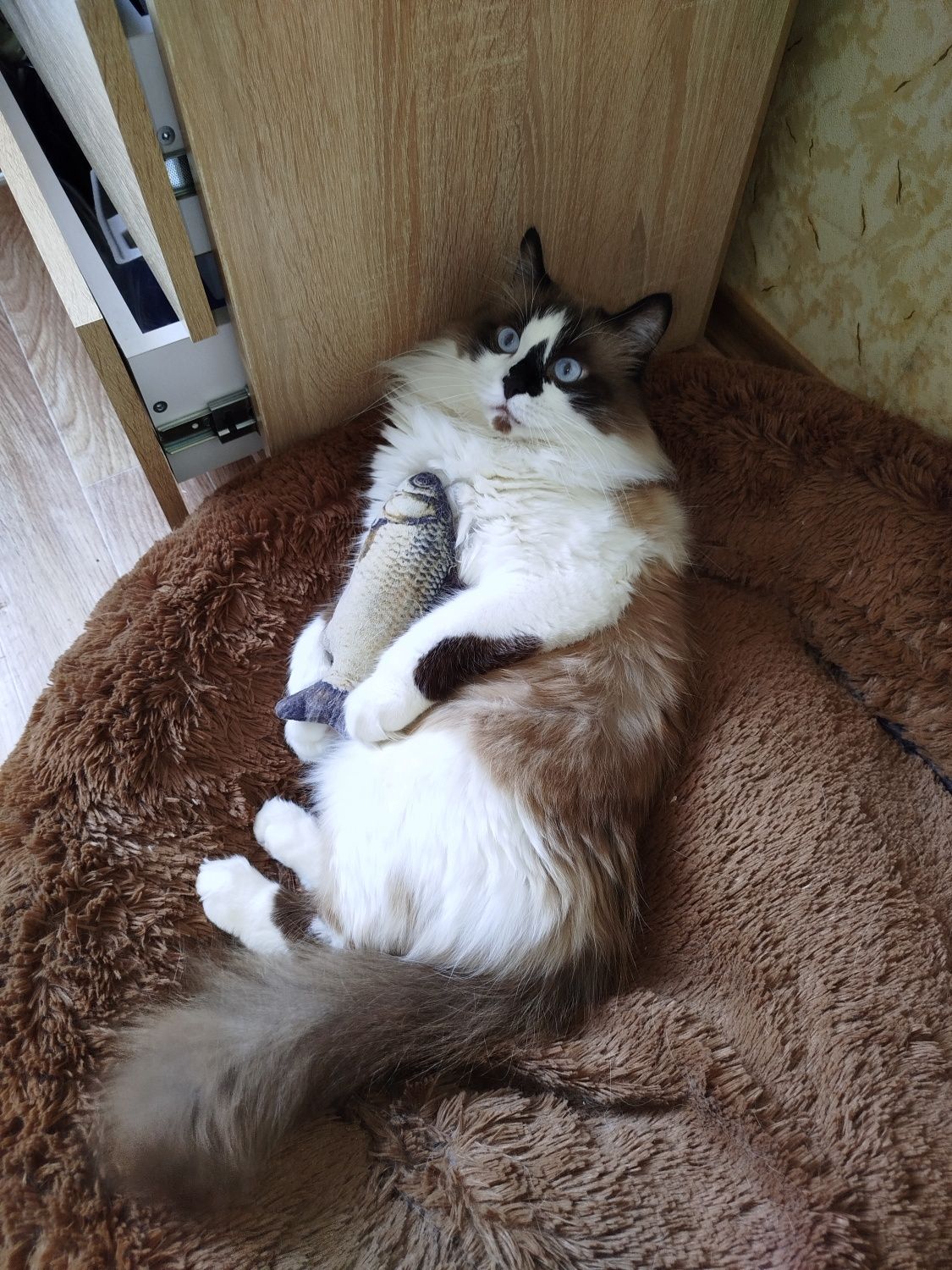 Котик муркотик у добрі руки