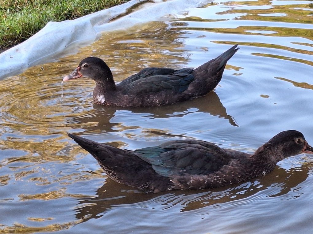 Patos mudos novos