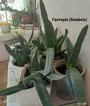Гастерія (Gasteria nitida var. armstrongi)