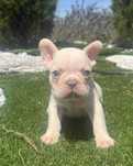Bulldog francês  platin. Olhos  azuis exelente linhagem