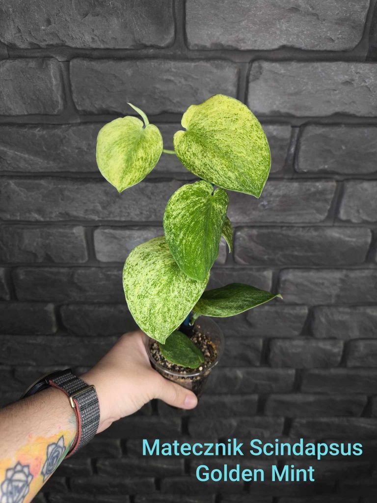 Scindapsus Jade Satin Golden Mint #3