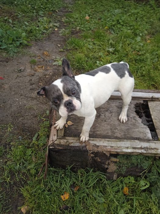 Молодой кобель французский бульдог