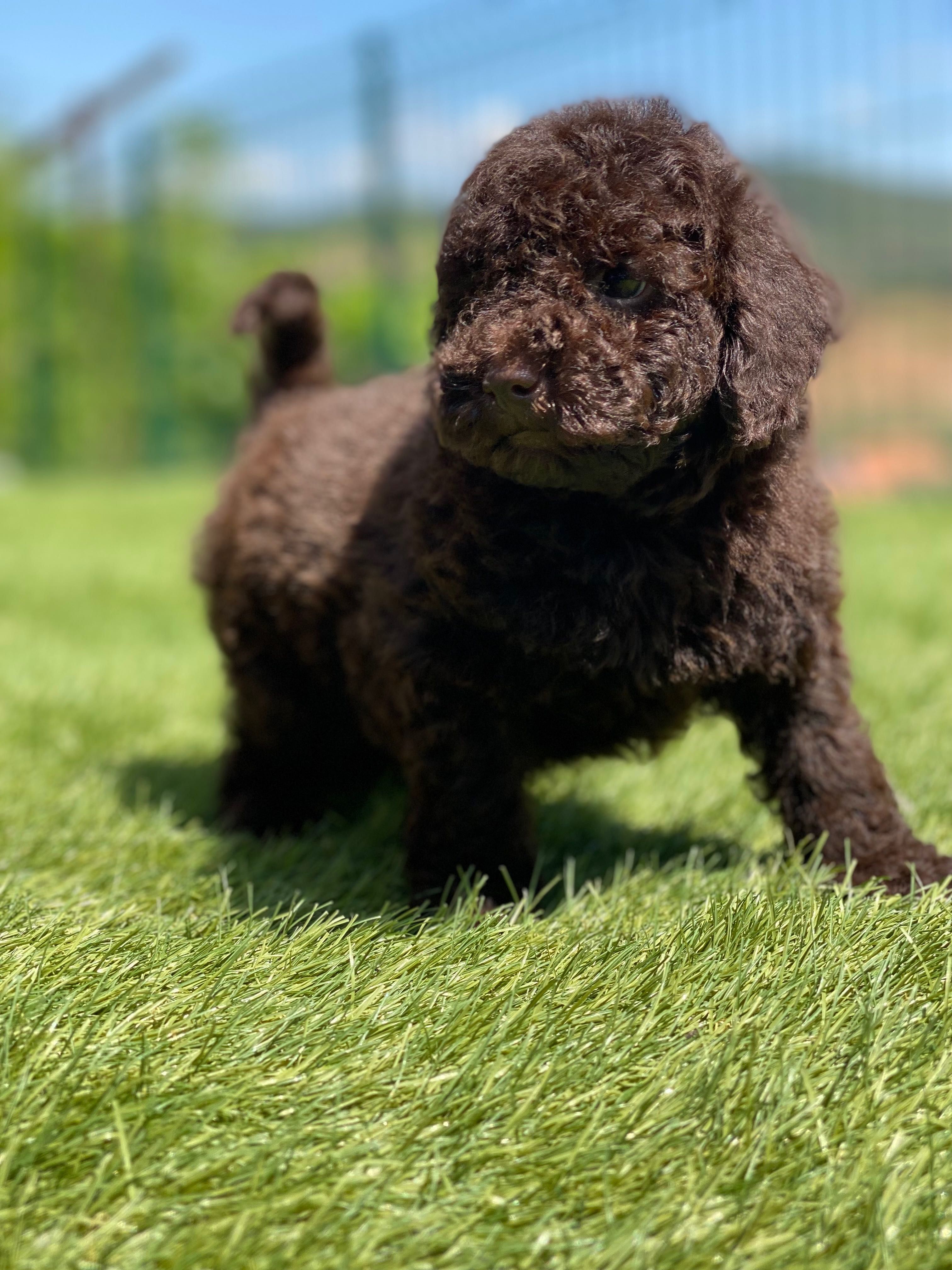 Lindo puppy de poodle toy procura novo dono!!!