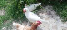 Kogutki leghorn  3 szt