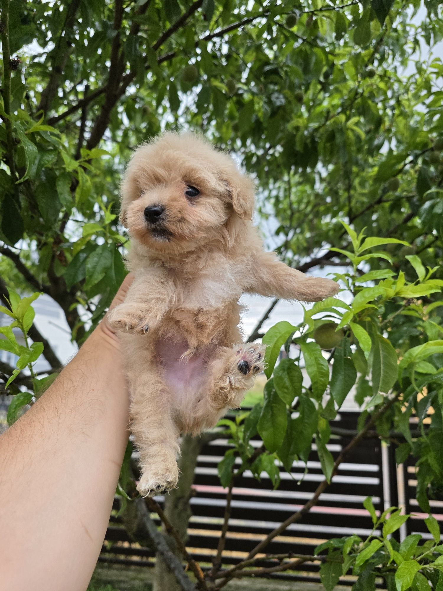 Maltipoo piesek f1 mini do 2 kg