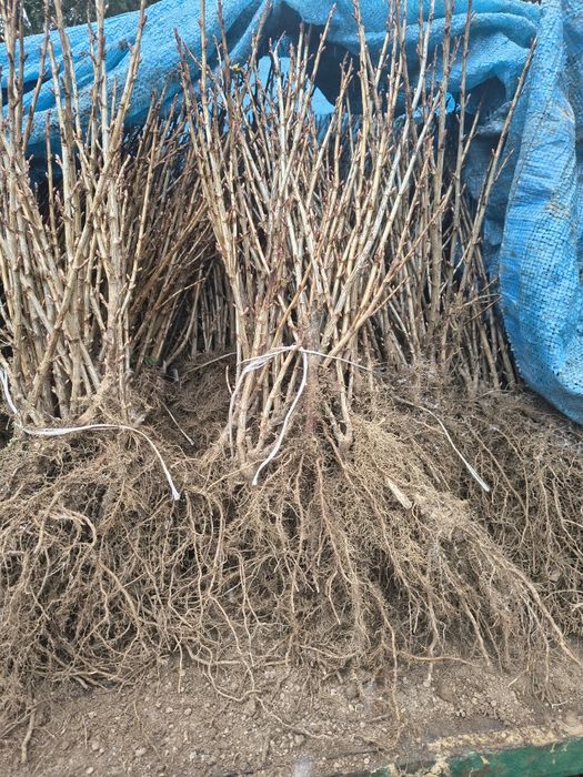 Porzeczki czarne Tihope