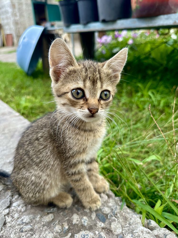 Віддам безкоштовно котиків