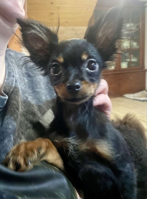 Toy rosyjski długowłosy