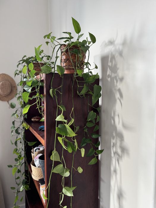 epipremnum złociste, scindapsus złoty 6 pędów