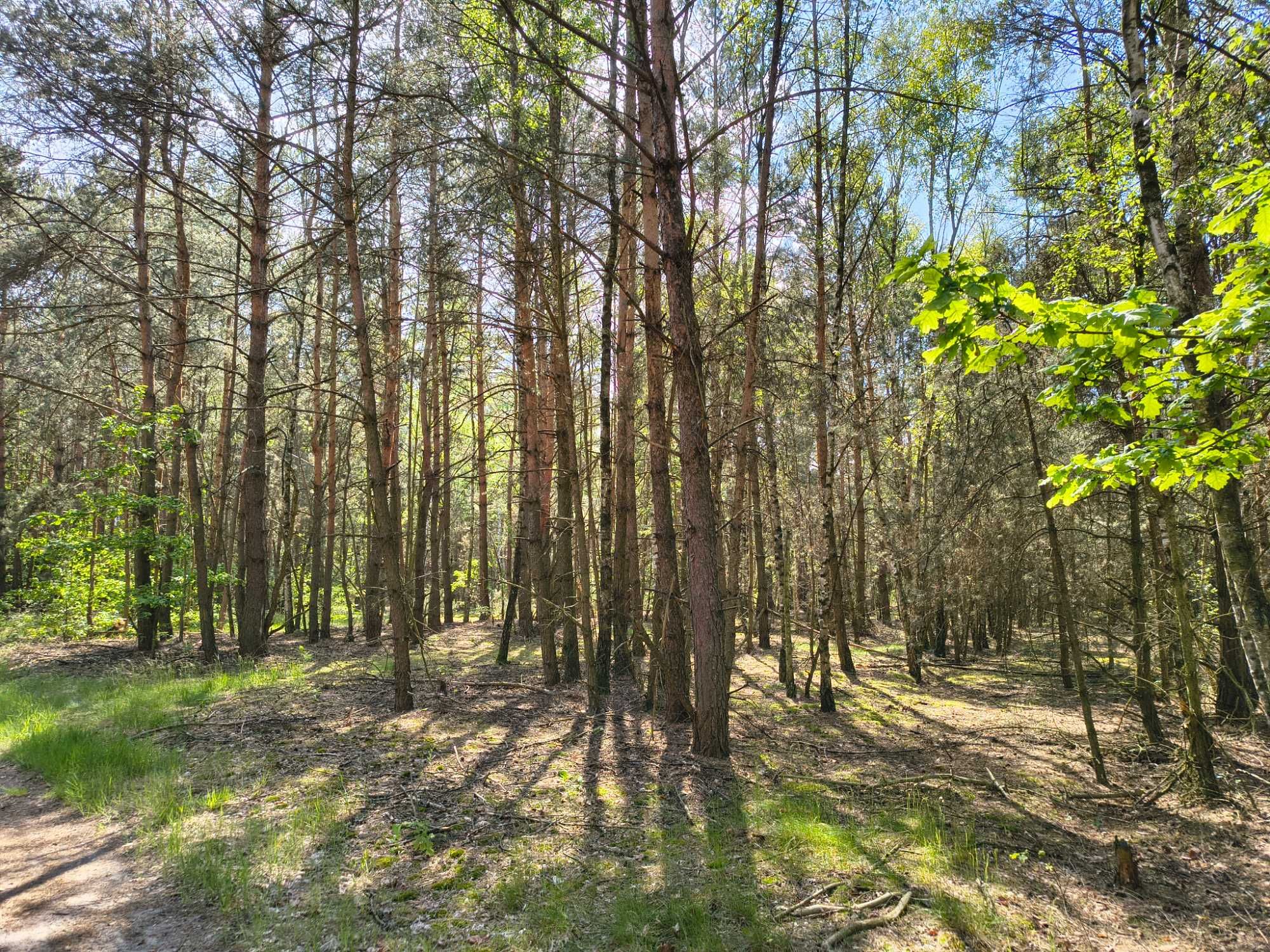 Leśna przystań pod Łowiczem! 1,88 ha spokoju, tylko 10 minut od A2!