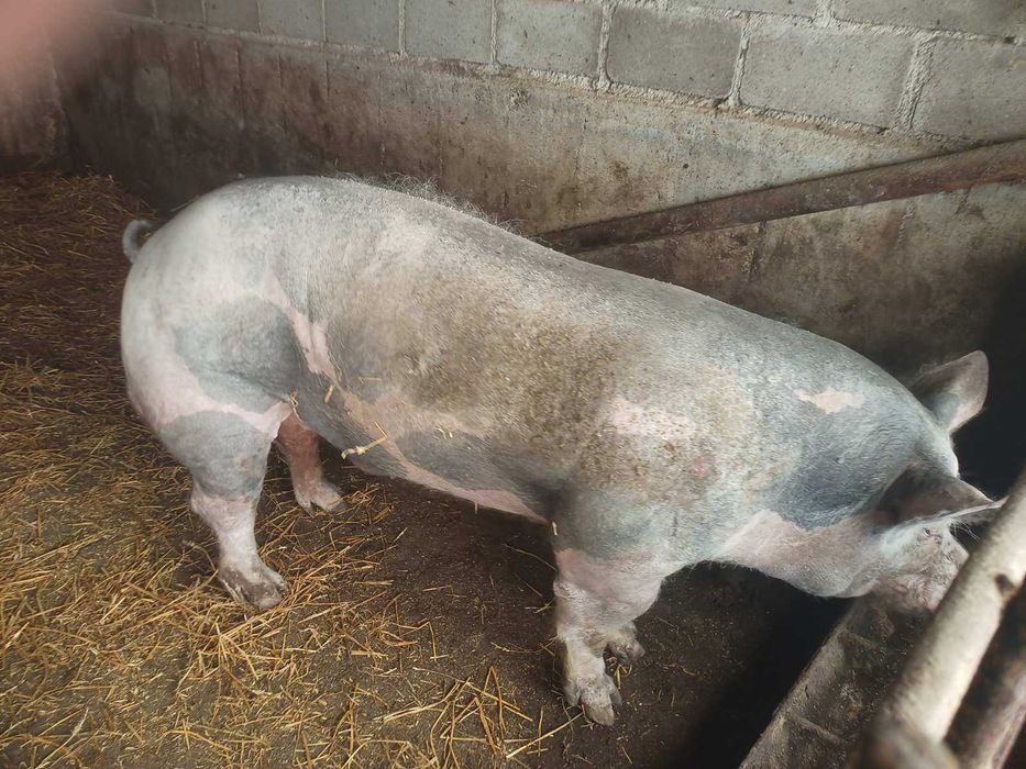 Продам Кнурь ПЕТРЕН 320 кг