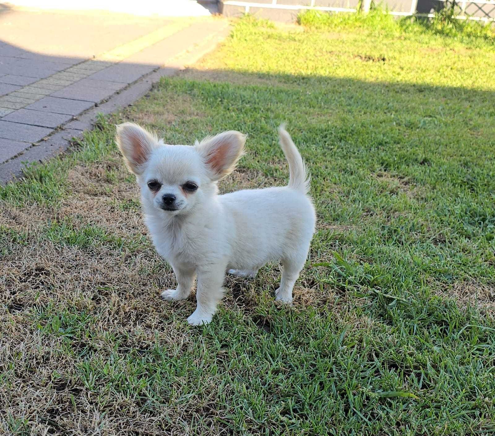 MINI Piesek chihuahua długowłosy Biały ZKwP FCI