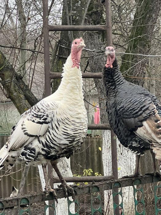 Продам індики , домашні ідинки , індики , продам тушку індика