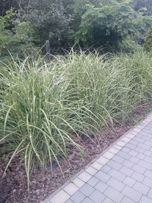 Trawa ozdobna z białymi paskami