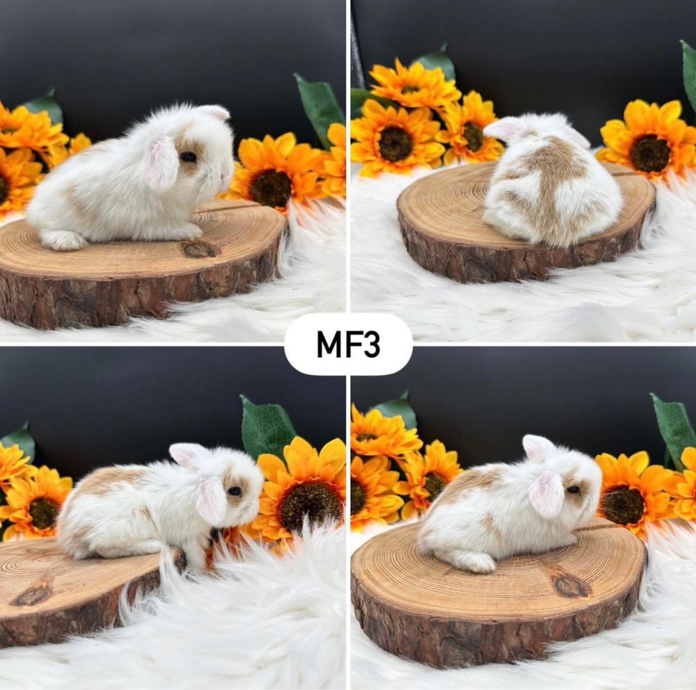 Króliki Mini Lop