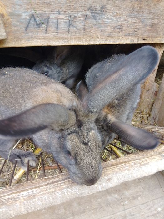 Мішана порода полтавське срібло/термон