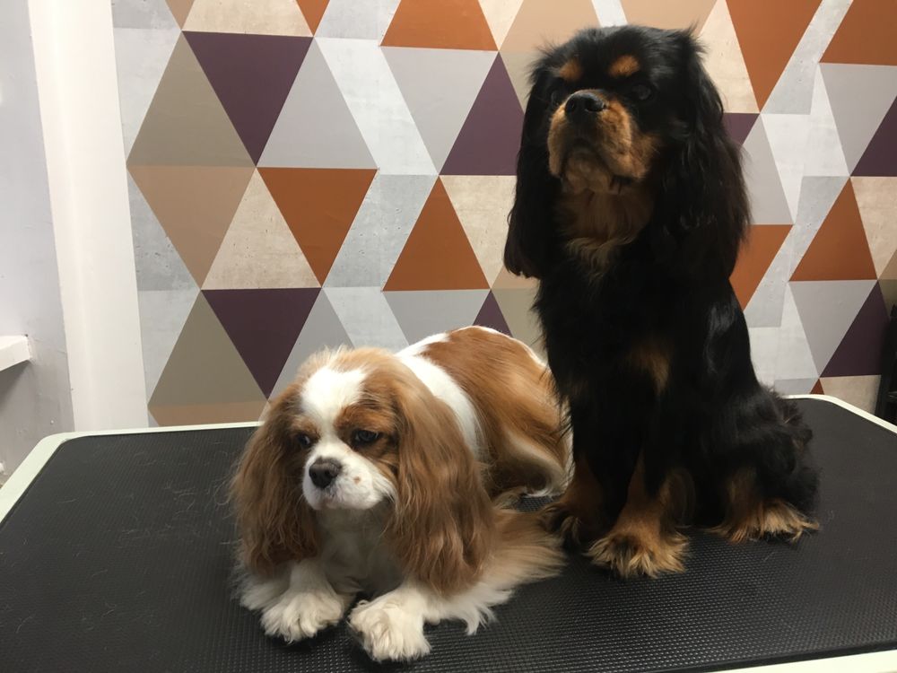 Psi fryzjer -Psie Noski-Psi salon -Groomer-pielęgnacji dla zwierząt