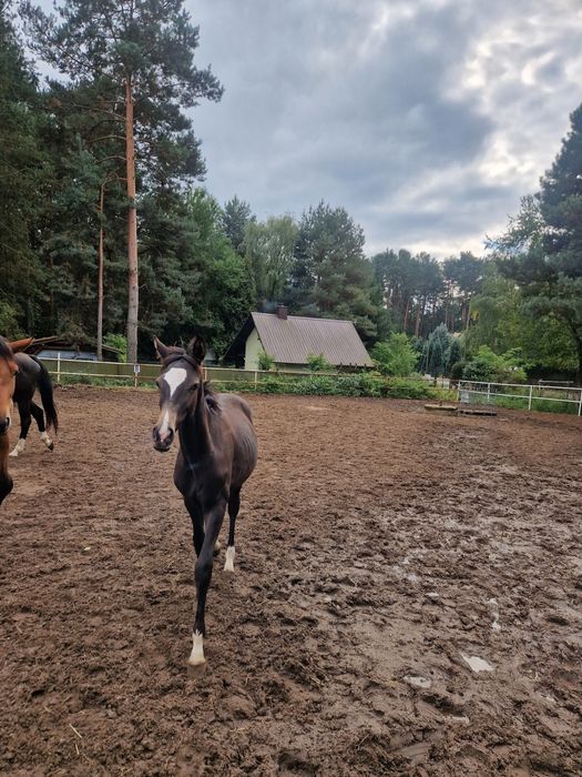 Jelenia klaczka po Ahaltekinskim ogierze