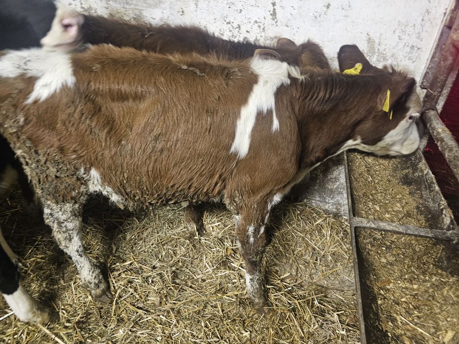 Sprzedam 4 byczki 3 jałowki odchowane