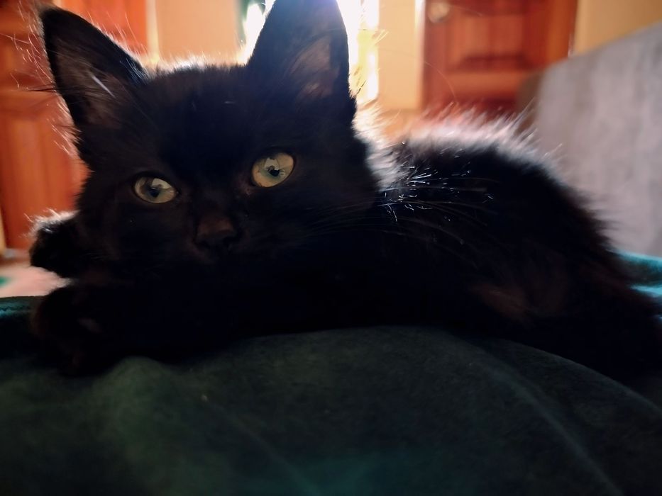 Кошеня дівчинка  котенок