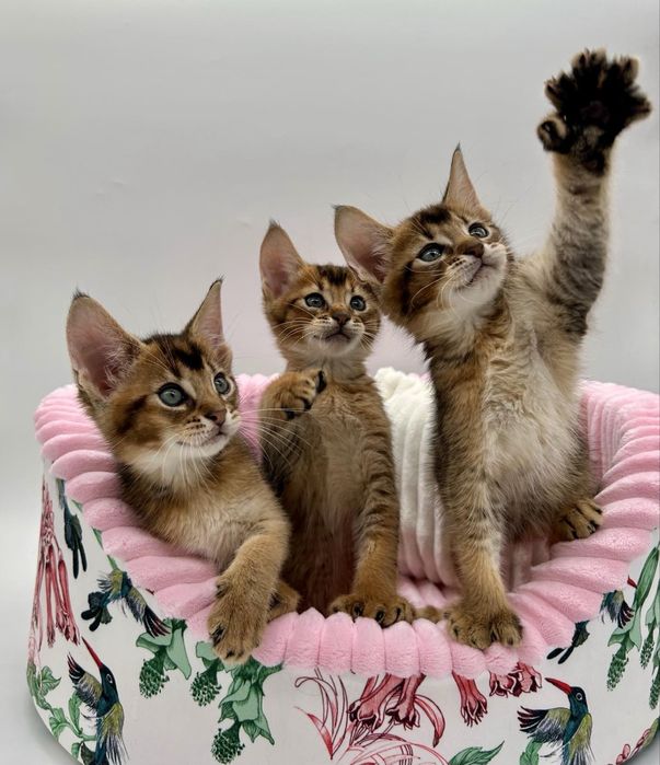 Абиссинцы девочки и мальчики)))