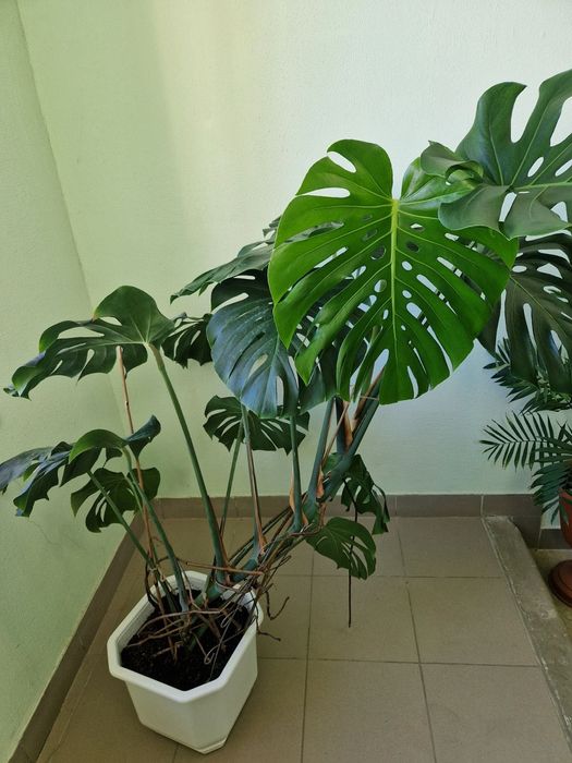 Монстера кімнатна