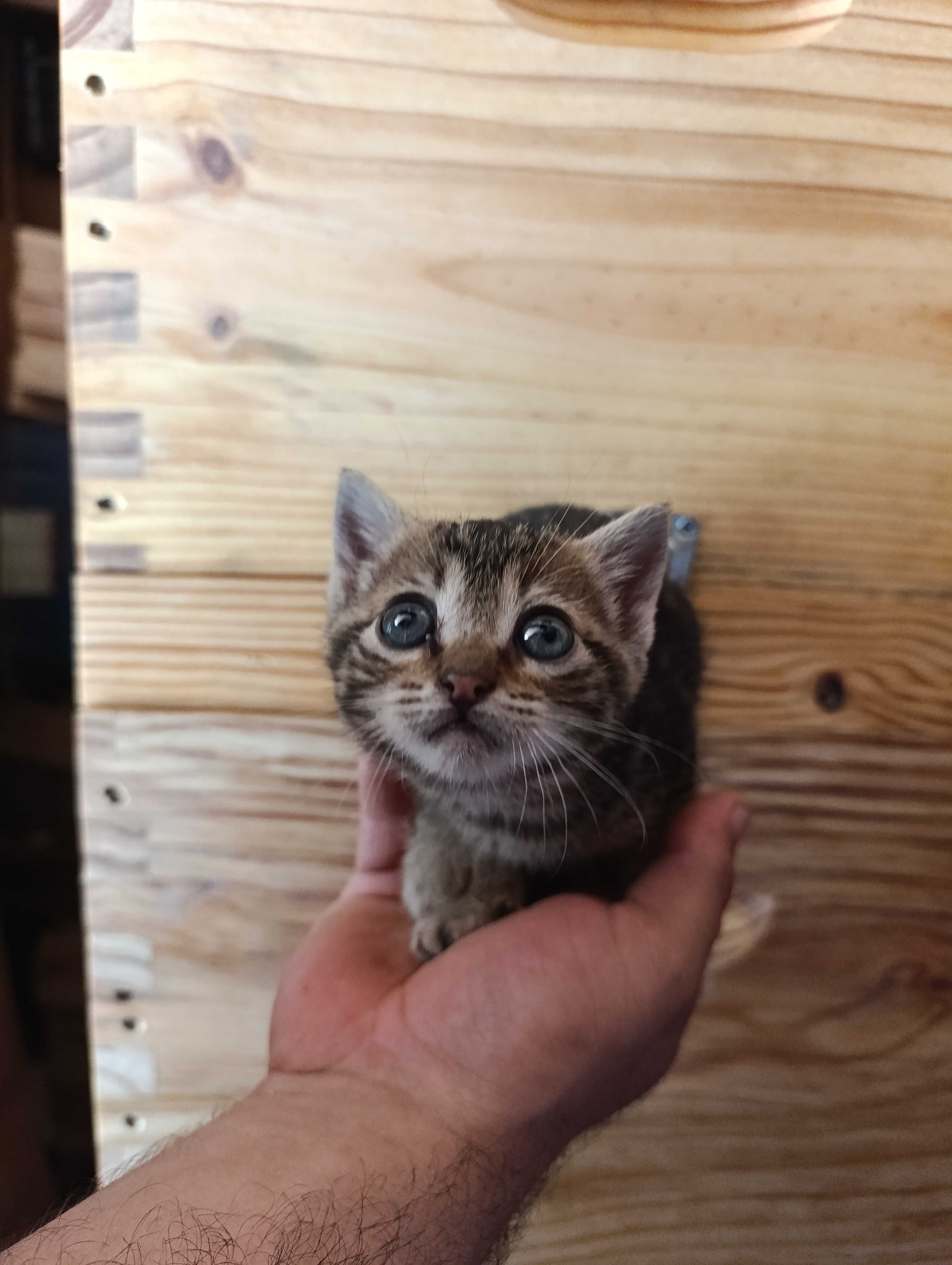 Gatinhos para adoção