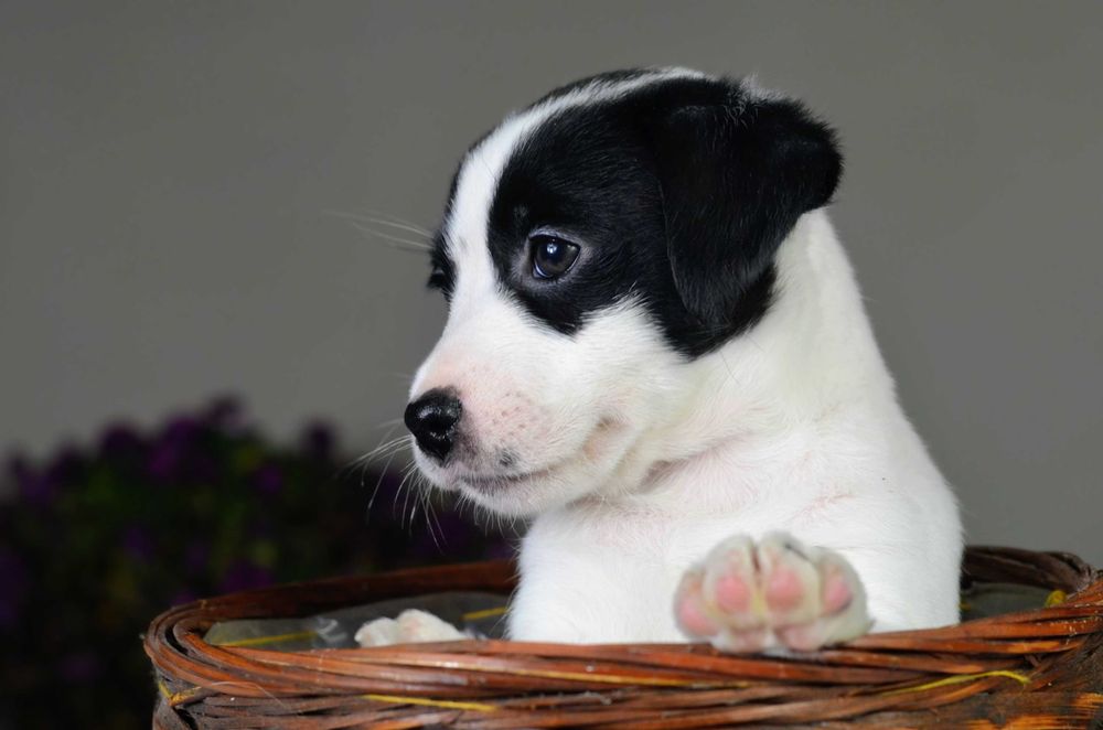 JACK RUSSELL Terrier gładkowłosa suczka niecodziennej urody ZKwP FCI