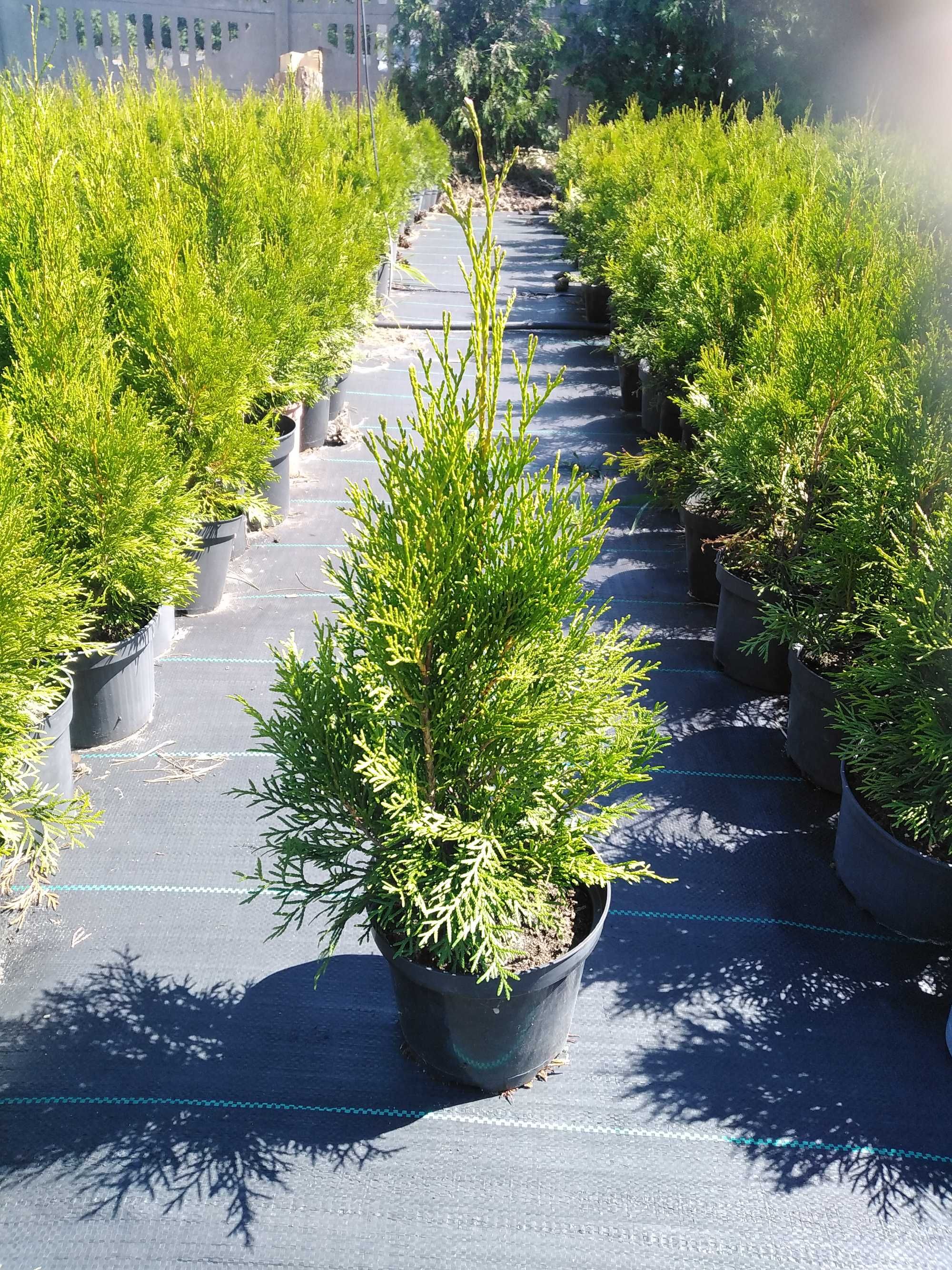 Tuja thuja szmaragd smaragd 50-100 cm