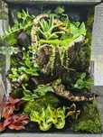 Terrarium tropikalne 40x40x60