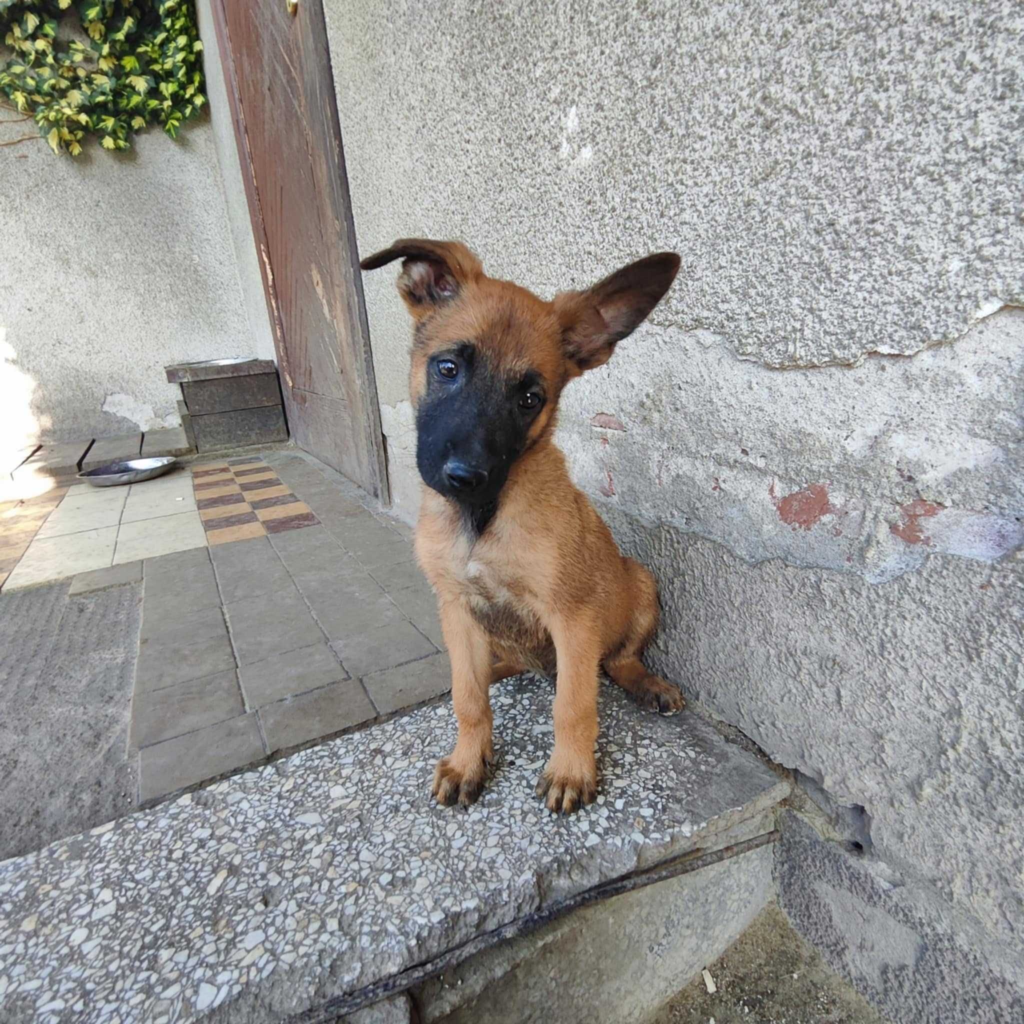Owczarek Belgijski Malinois piękny piesek