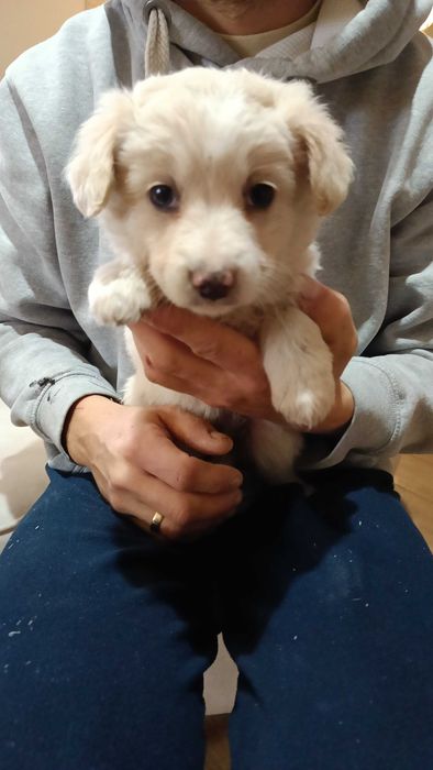 Oddam szczeniaki suczki w dobre ręce