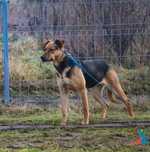 Tola 196/24 - SZUKA DOMU!
