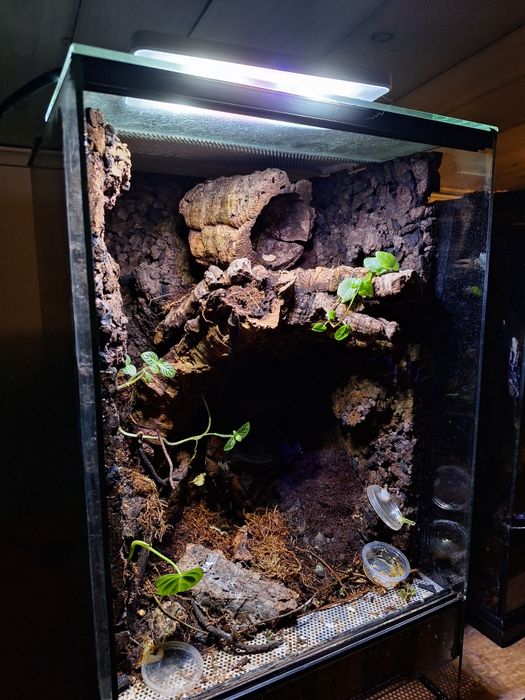 Terrarium gekon orzesiony lamparci
