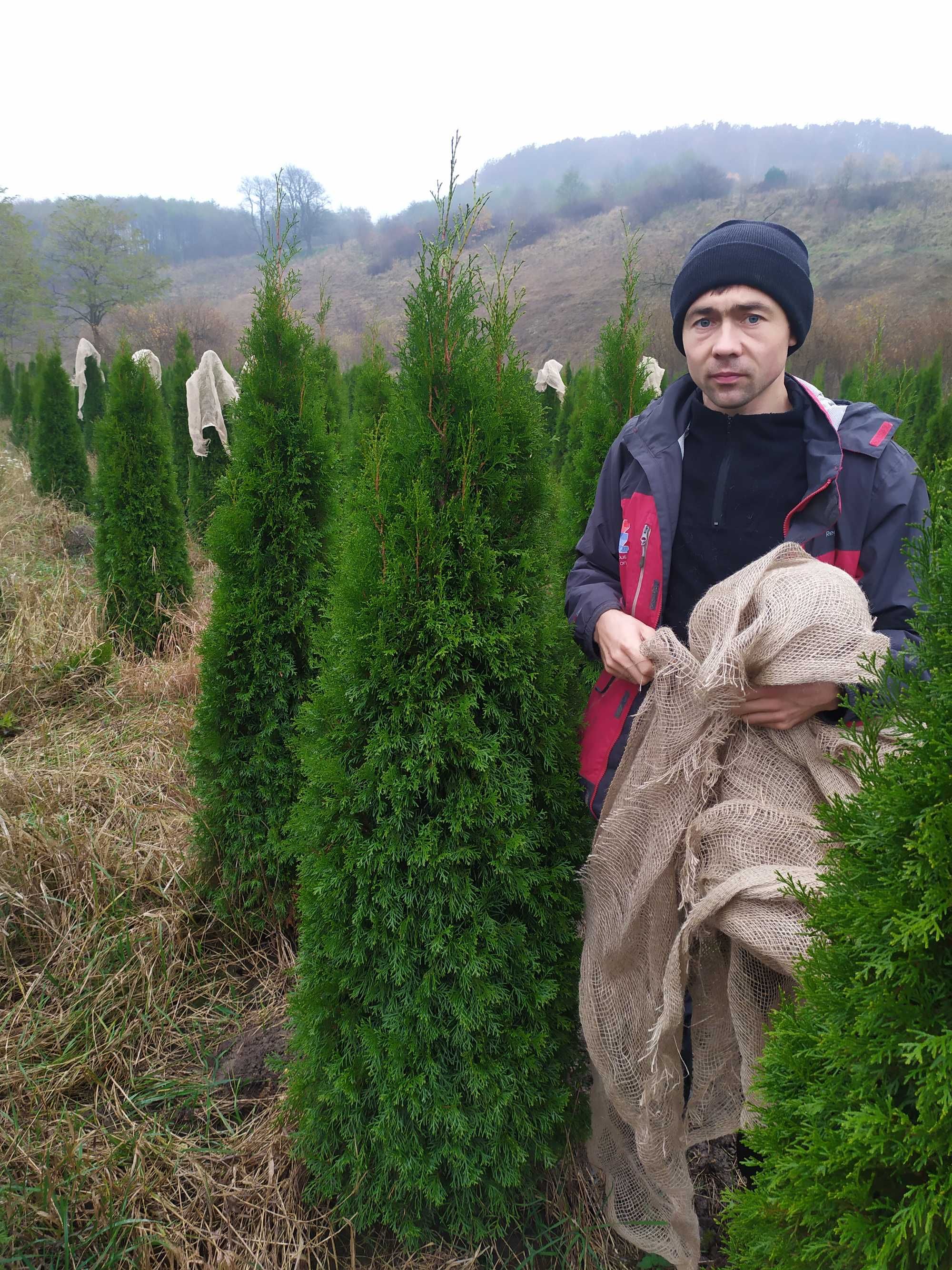 Туя смарагд, туя колоновидна золотиста, пірамідальна, куляста