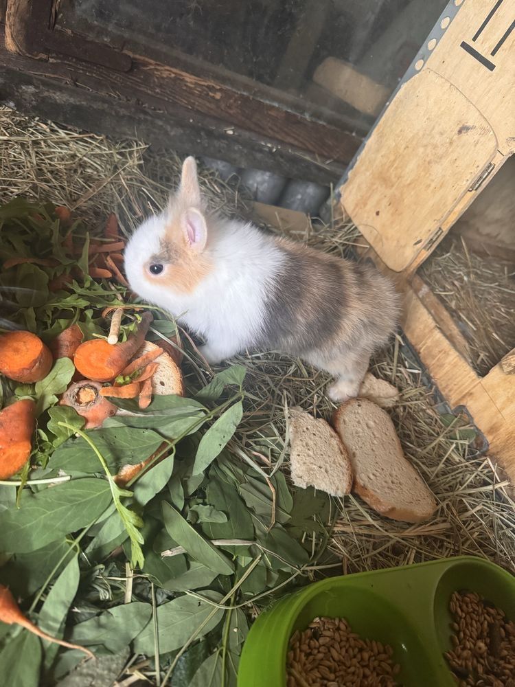 Kroliczki miniatutki