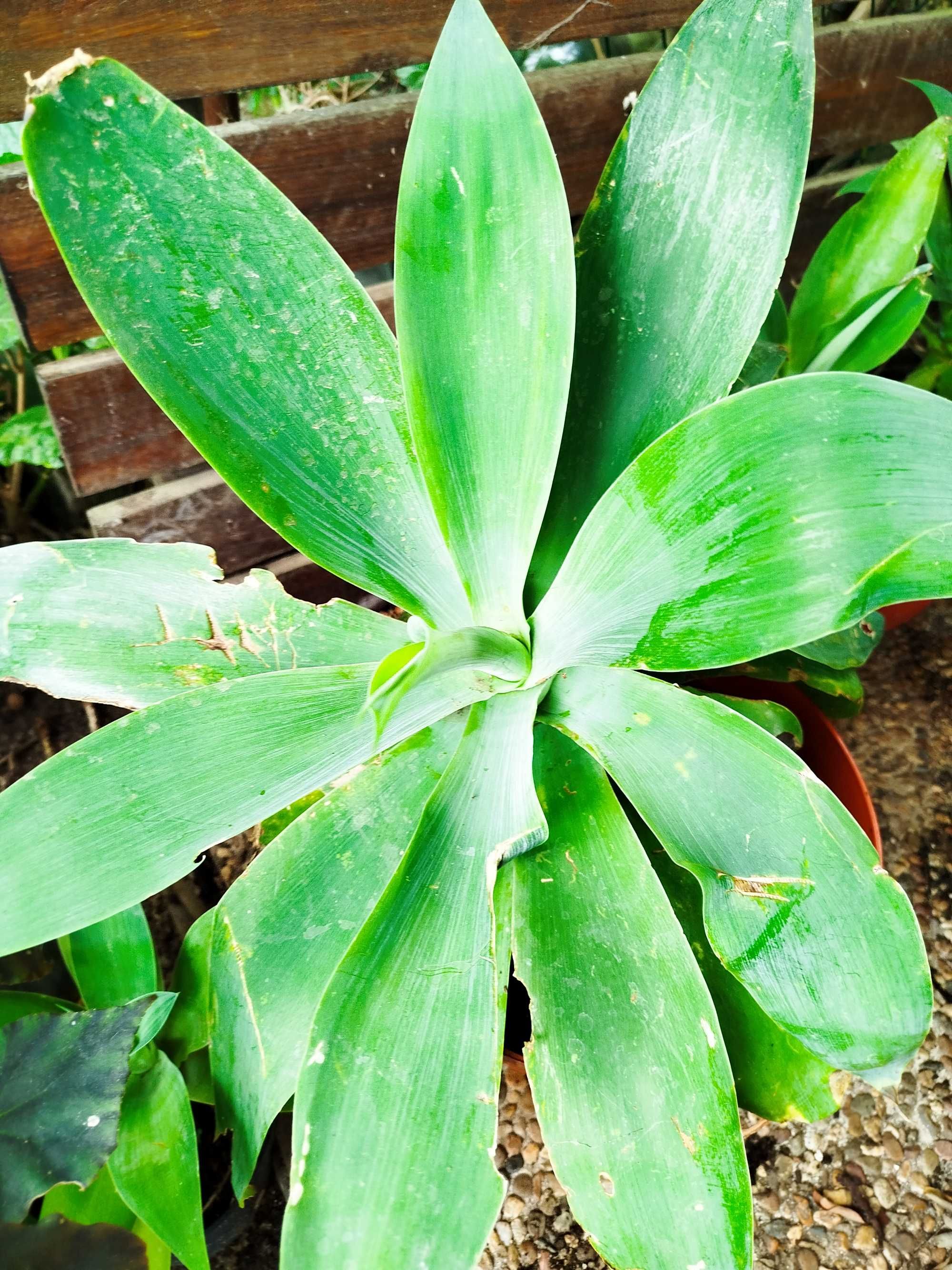Agave Dragão - agave attenuata